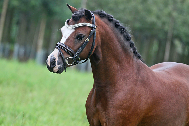 de Wielbraek Paard 02 kleiner