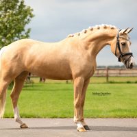 palomino stand palomino stand